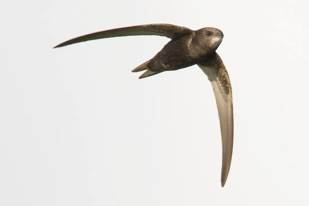 2020 05 06a de gierzwaluw ie er weer vliegend foto sovon