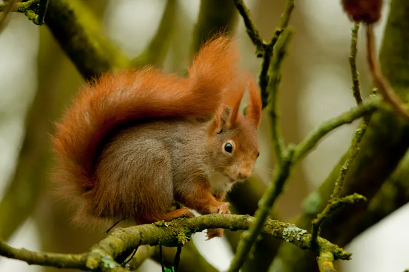 2020 05 20a heidijk eekhoorntje foto wilhelmien marti 21012011