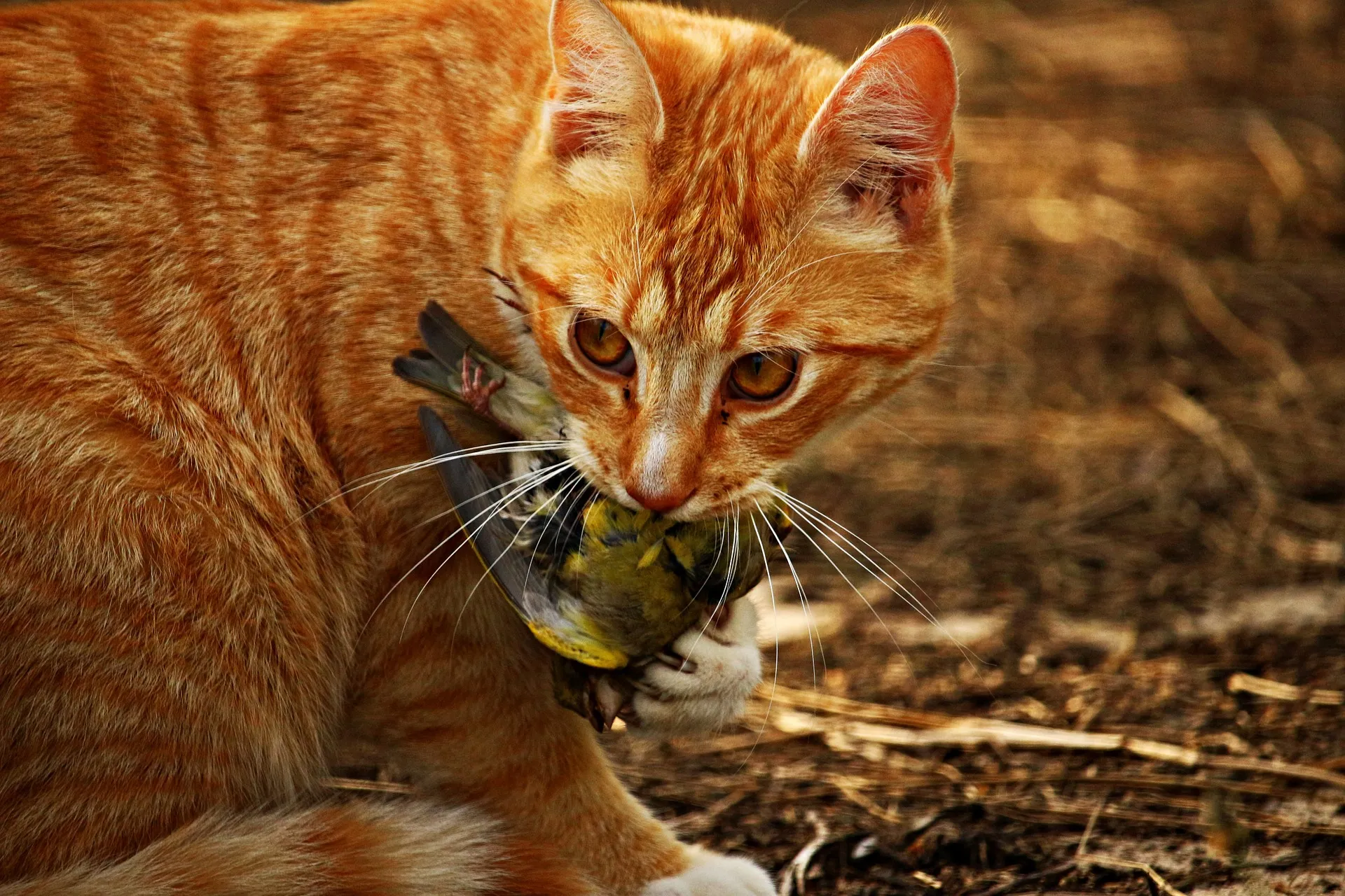 2020 06 10a kat met prooi cat 1511026 1920 afbeelding van rihaij via pixabay