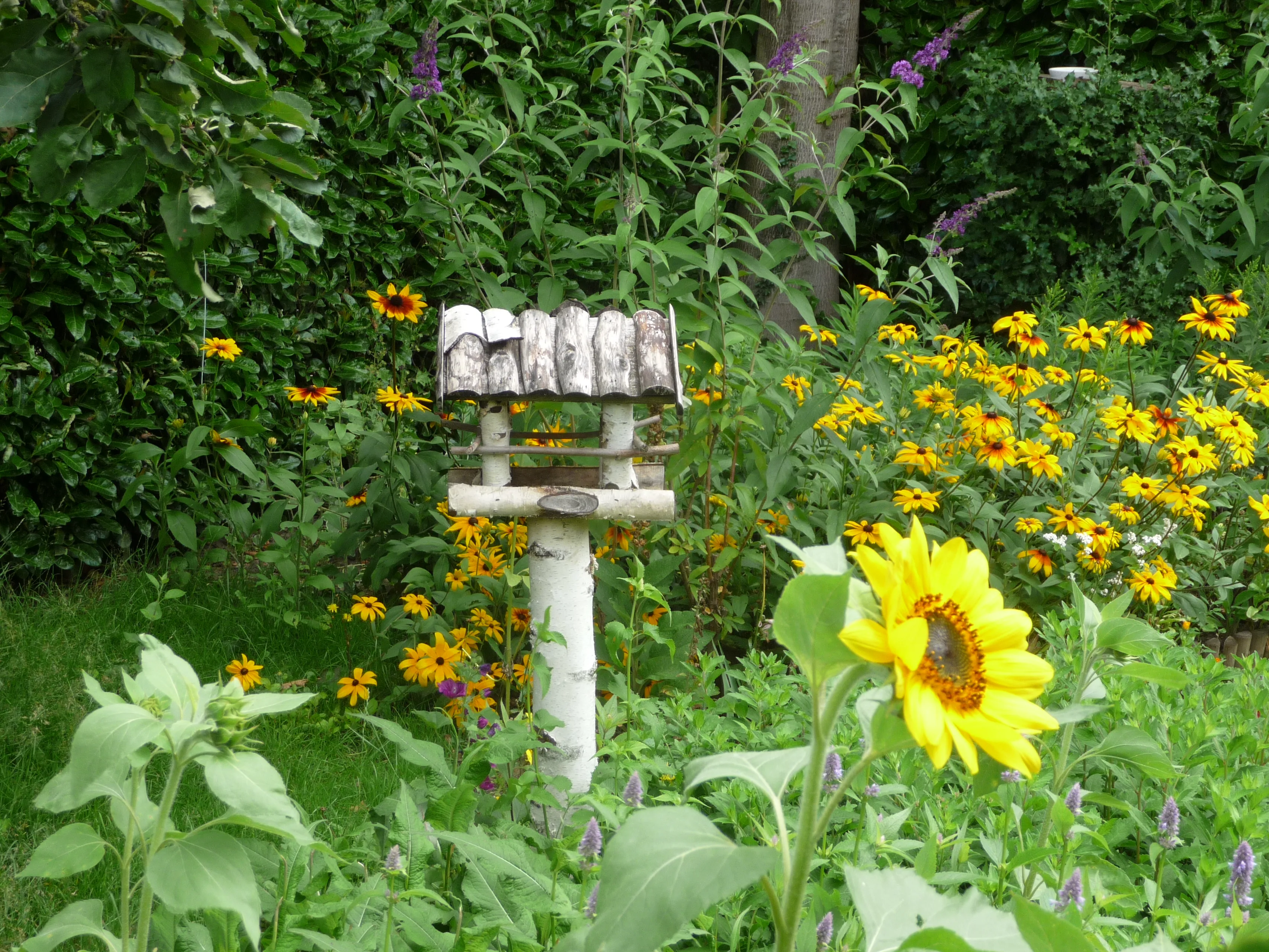 2020 07 08a tuin en voederhuisje p1080119