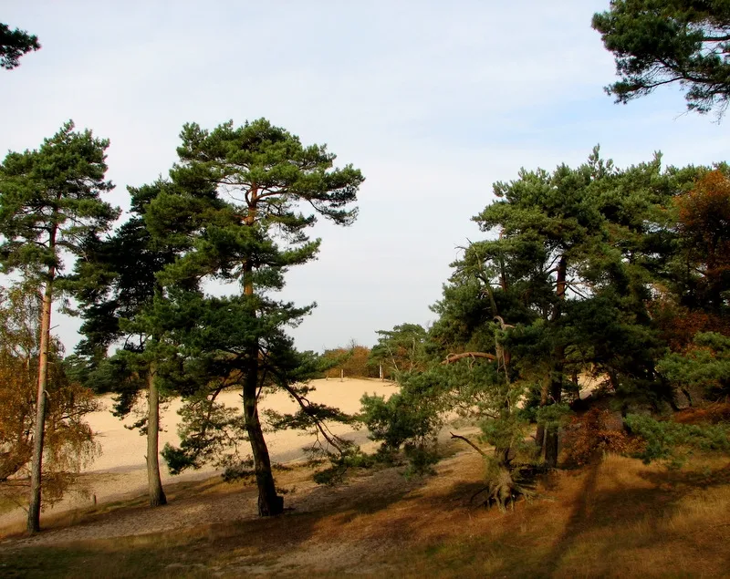 2020 11 11c drunense duinen in de omgeving van de pessert foto annie van bokhoven