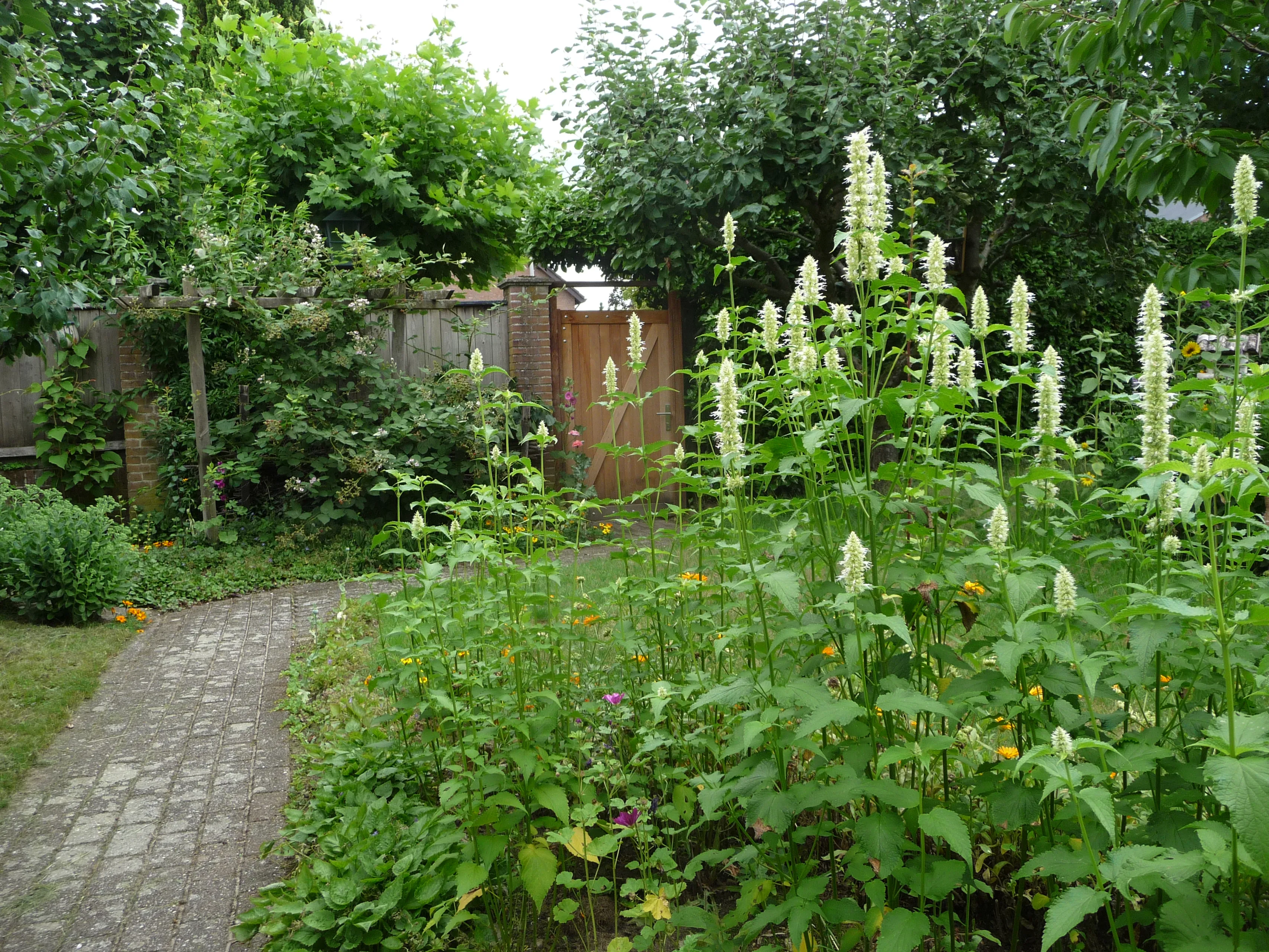 2020 12 16 dropplant pad poort p1080110
