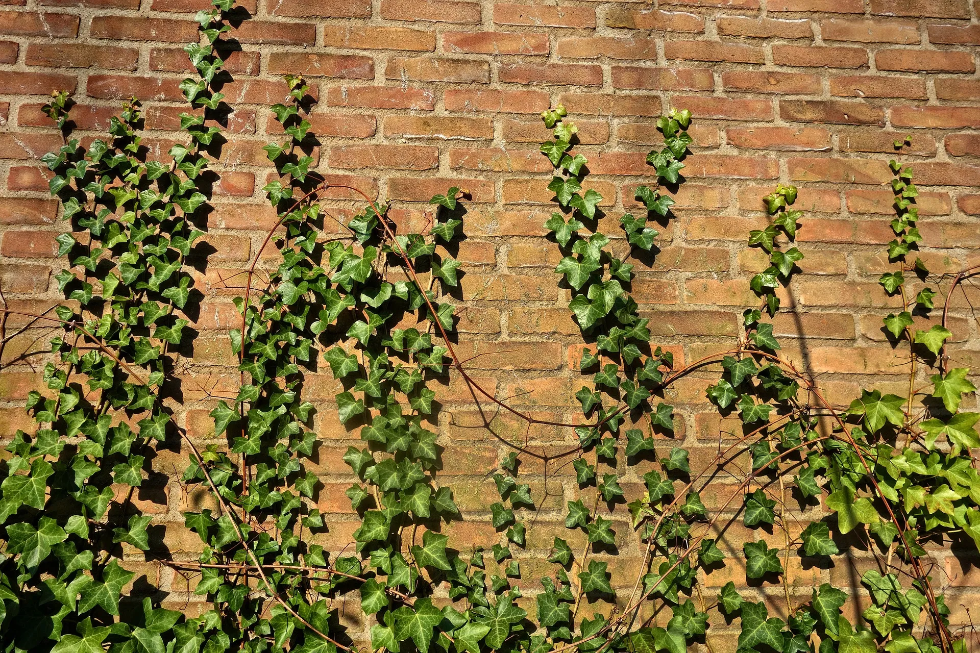 2021 05 26a klimop tegen muur foto pixabay 3166753 1920