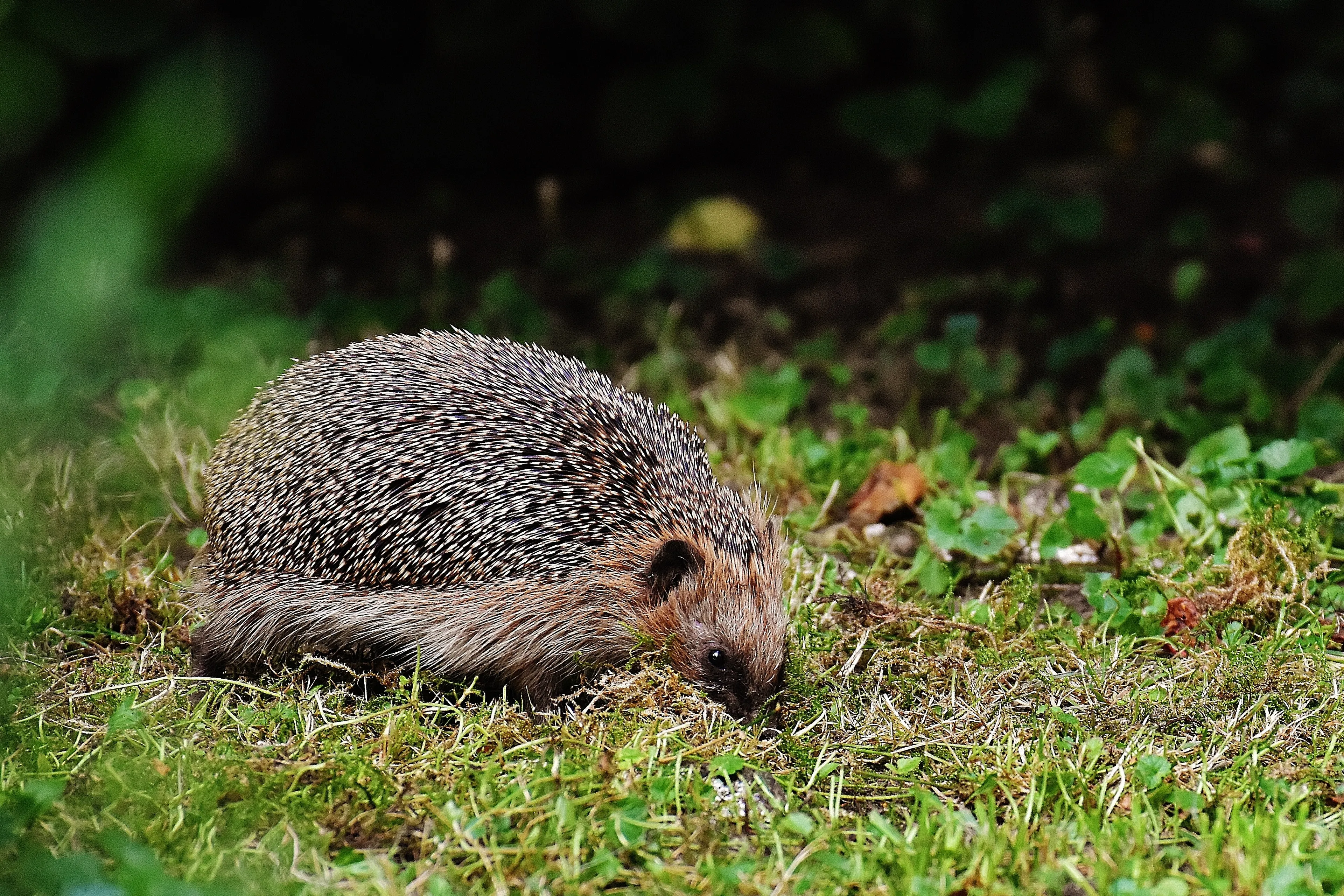 2021 06 09a egel foto pexels pixabay 209246
