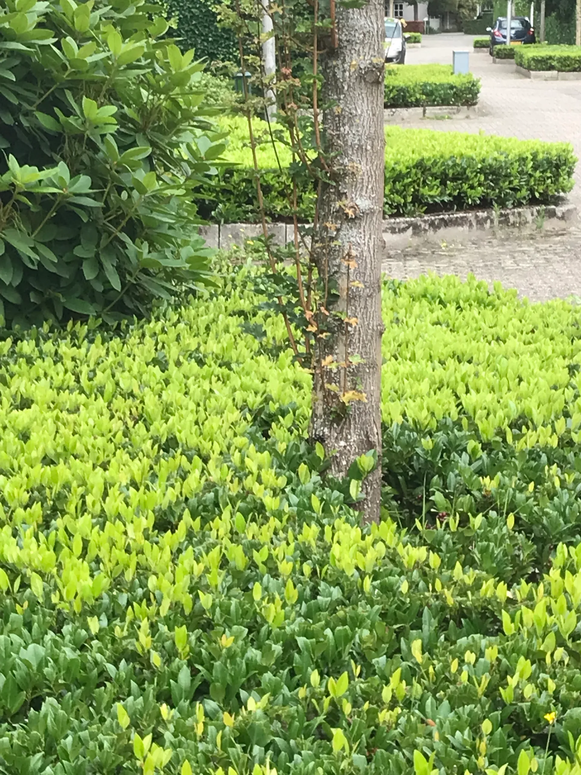 2021 07 28a persbericht nmvh celsiuslaan vlijmen img 3519 kopie