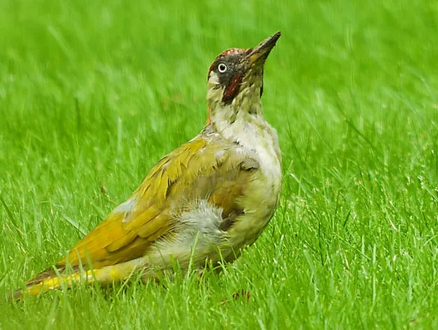 2021 10 25 nmvh persbericht vogel lezing groene specht foto wilhelmien marti