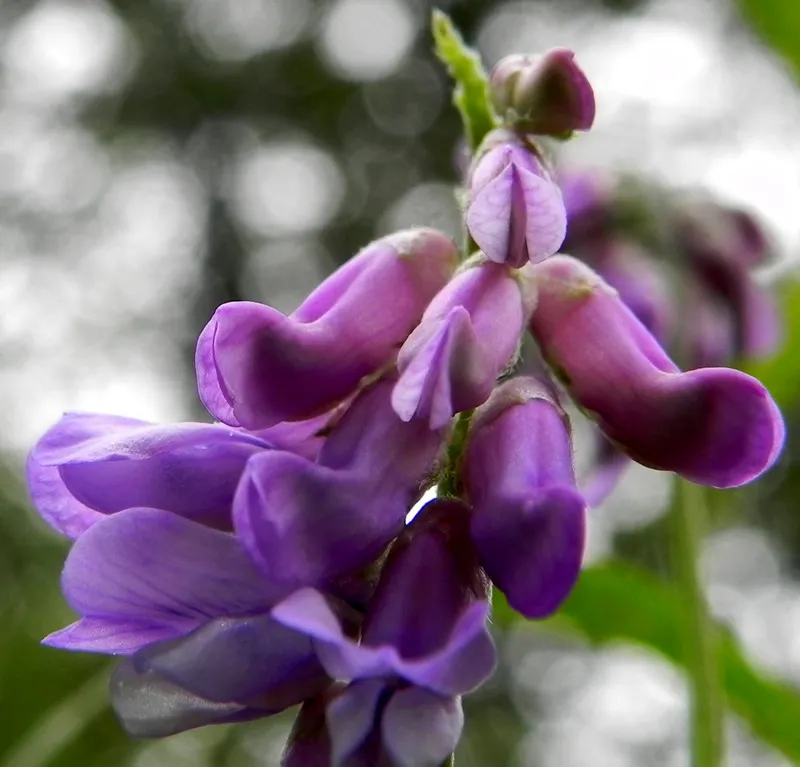 2022 02 13 vogelwikke foto annie van bokhoven