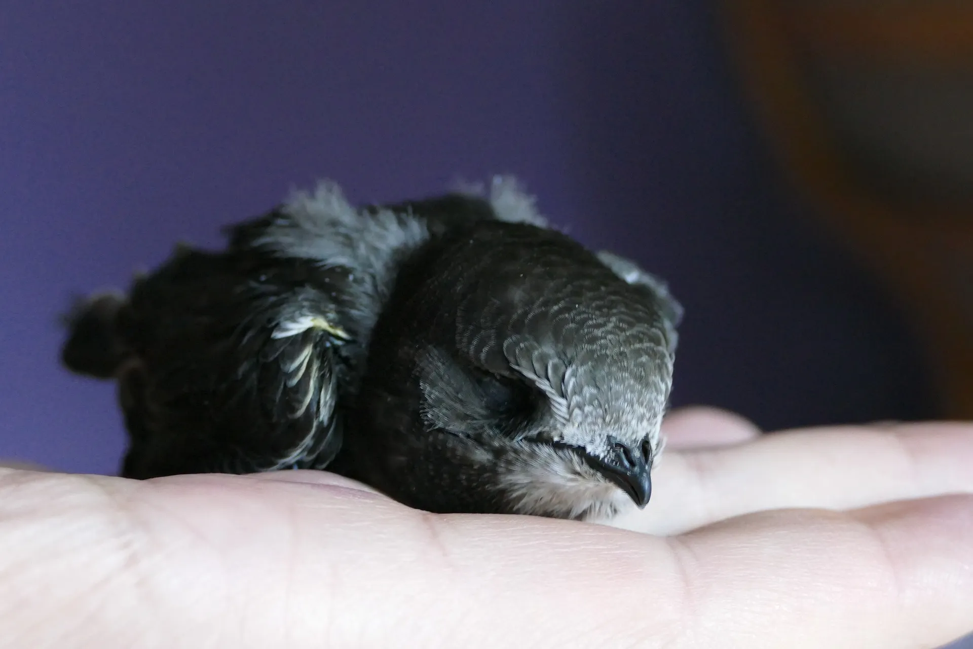 2023 05 05a gierzwaluw swift 3595148 1920 foto pixabay 1