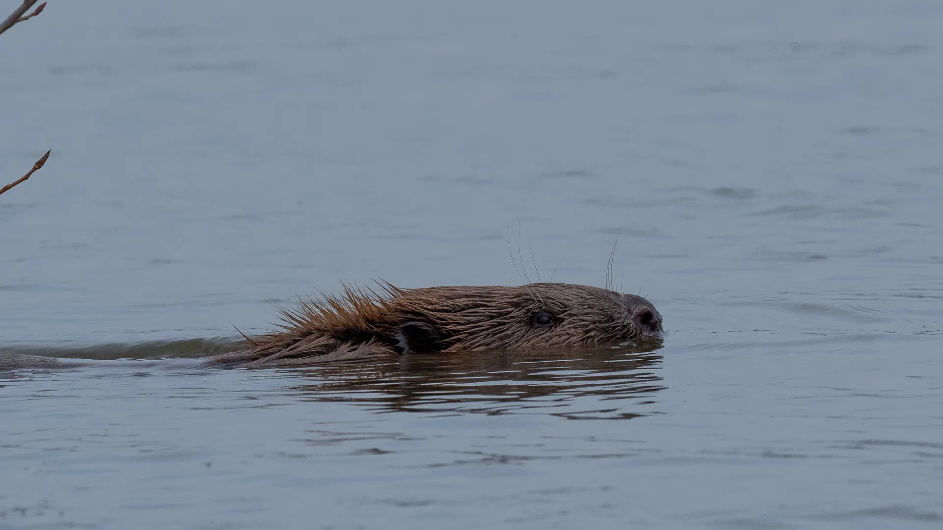 2023 05 14a nmvh persbericht zoogdieren lezing bever foto ate dijk 1
