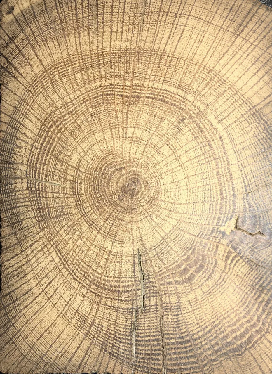 2023 06 14a quercus robur rings door tim van de staak eigen werk cc by sa 40 https commonswikimediaorg w indexphp curid95991392