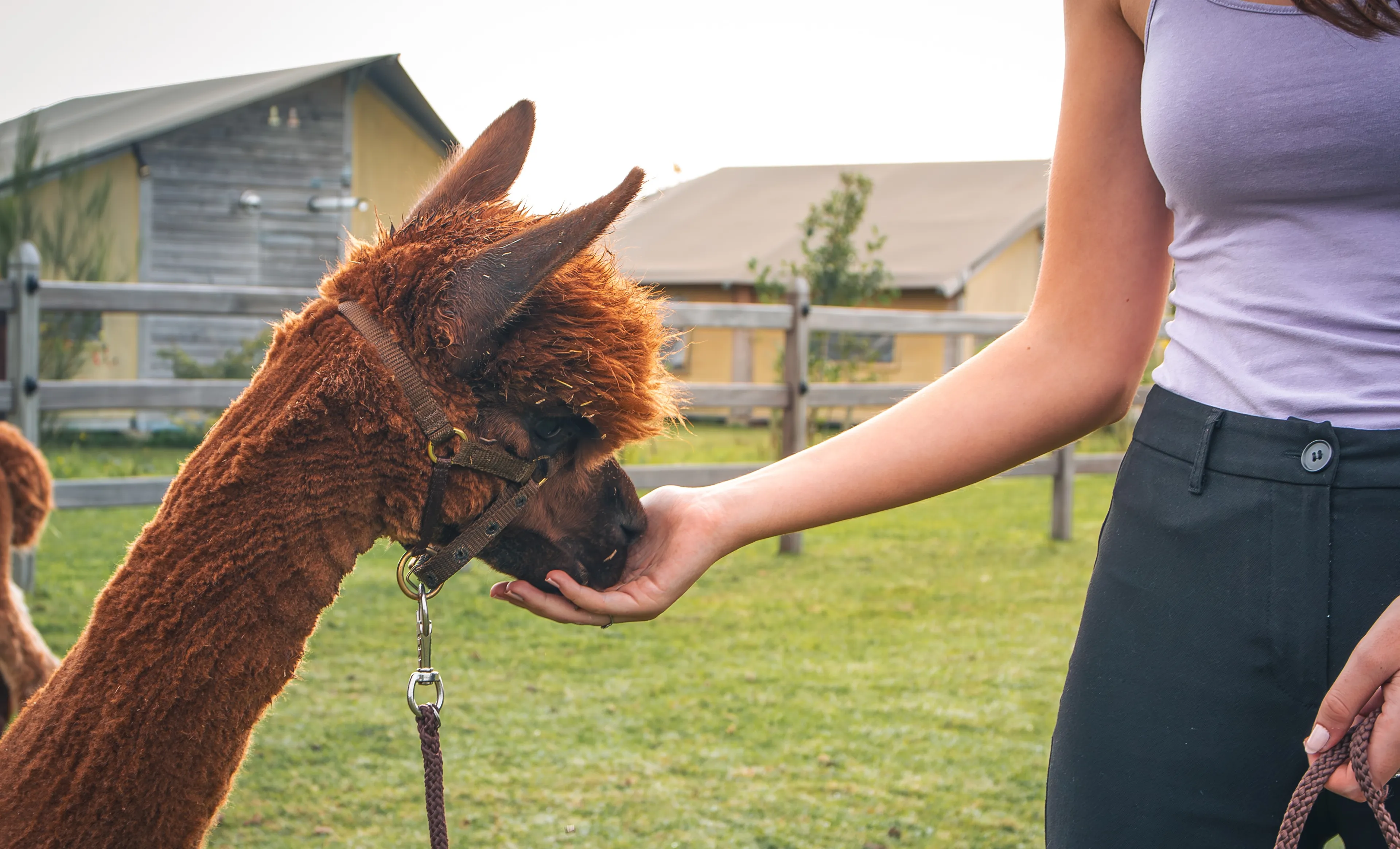 20231201 wandelen met een alpaca bij de smulhoeve