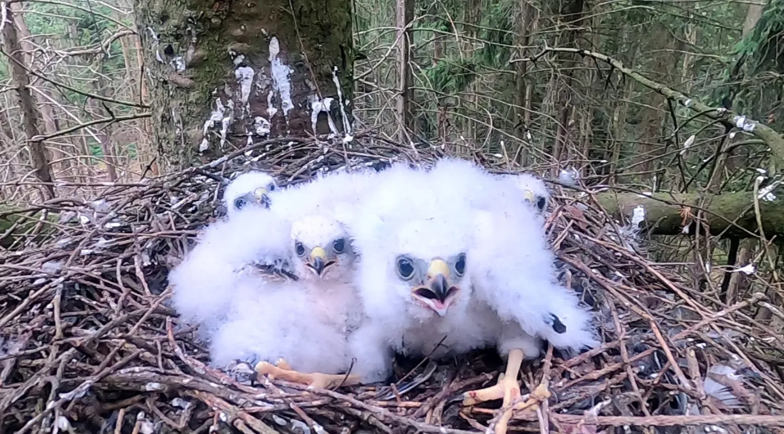 2024 02 18a persbericht nmvh roofvogels