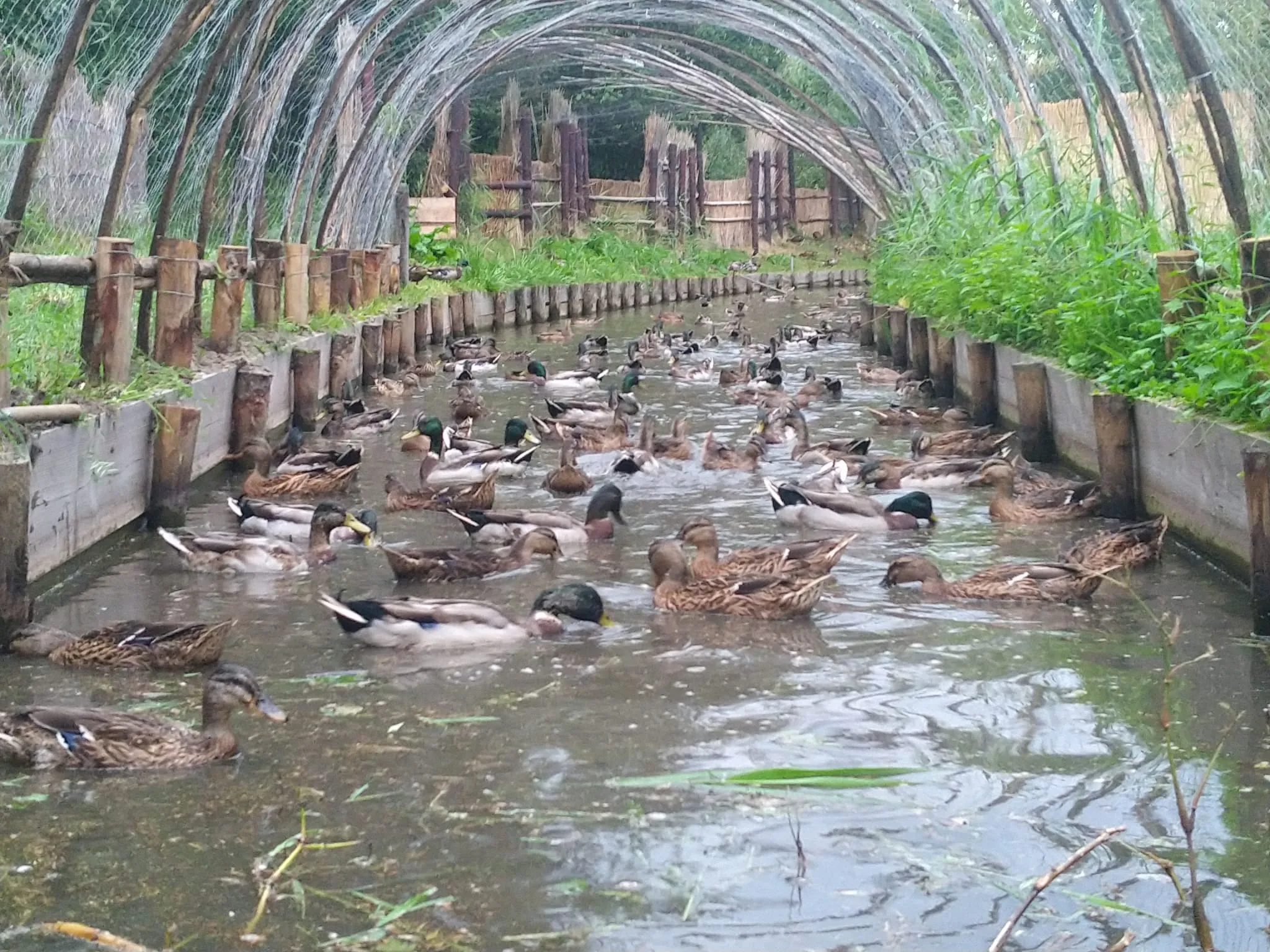 2024 04 21a wandeling eendenkooi ter kwak dwoj2238