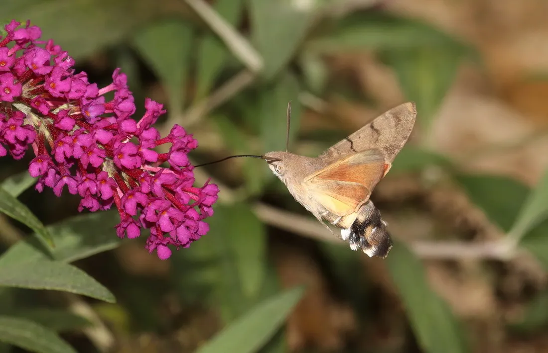 2024 04 24a persbericht nmvh lezing de rol van nachtvlinders in de natuurimg 5301ts94tr kolibrievlinder p van breugel resize
