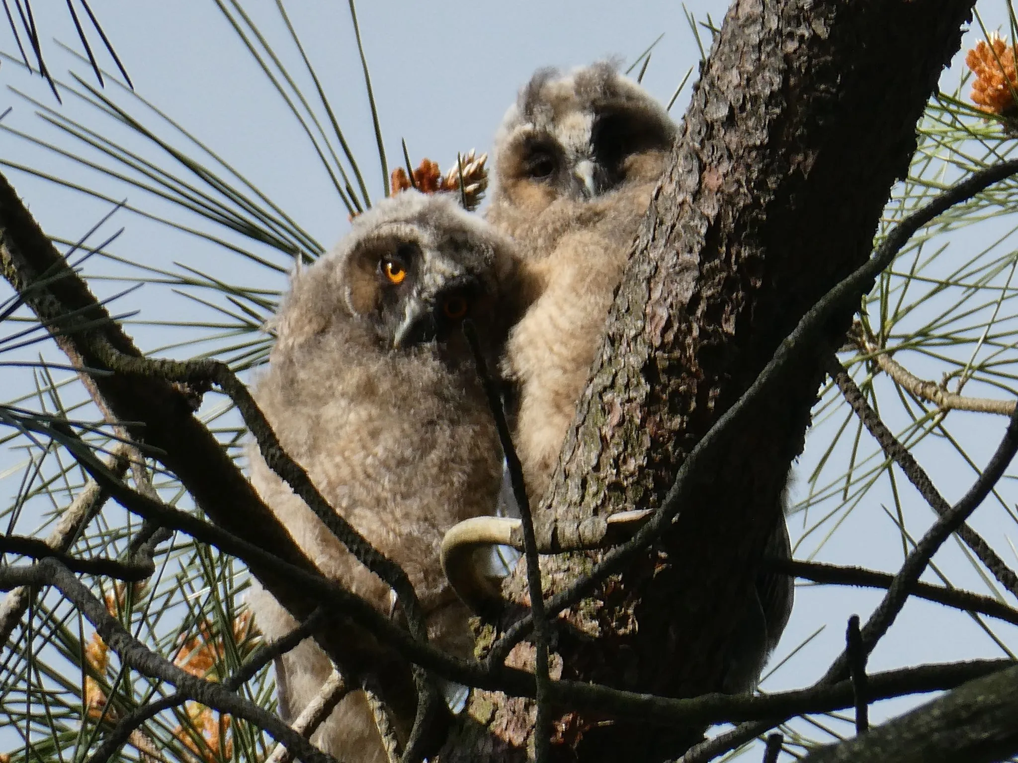 2024 05 19a persbericht nmvh lezing uilen 2 jonge ransuilen img 20230523 wa0012