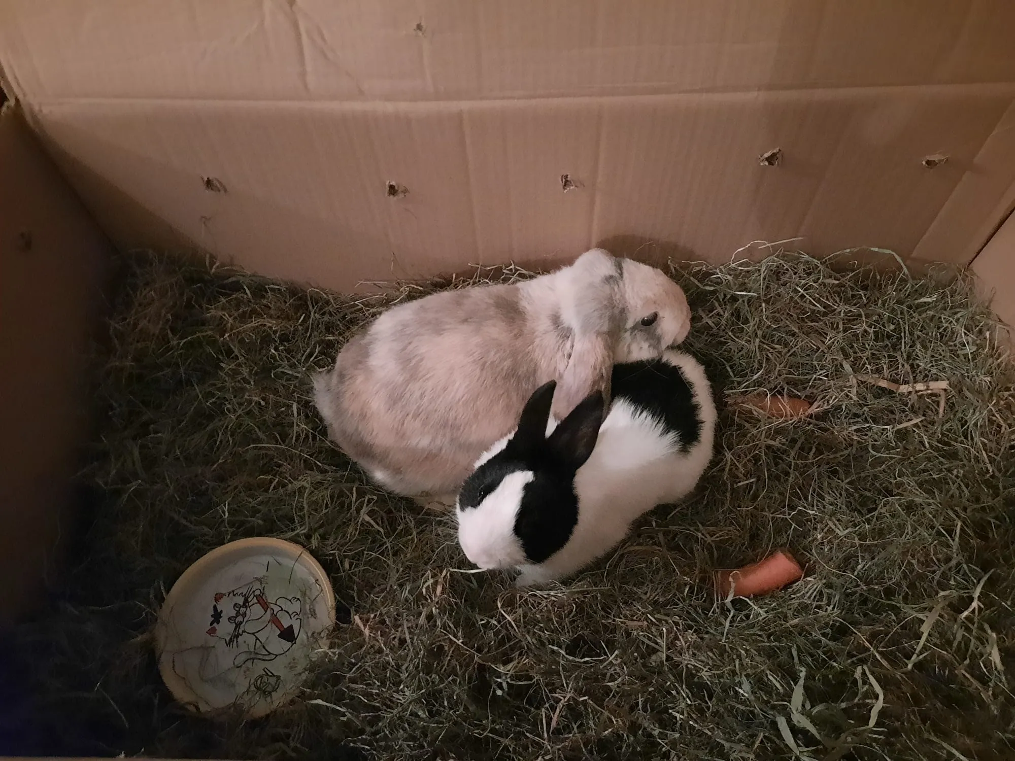 277525029 1011894342868424 8668980051042112754 n