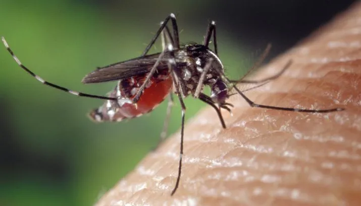 aedes albopictus on human skin 715x408