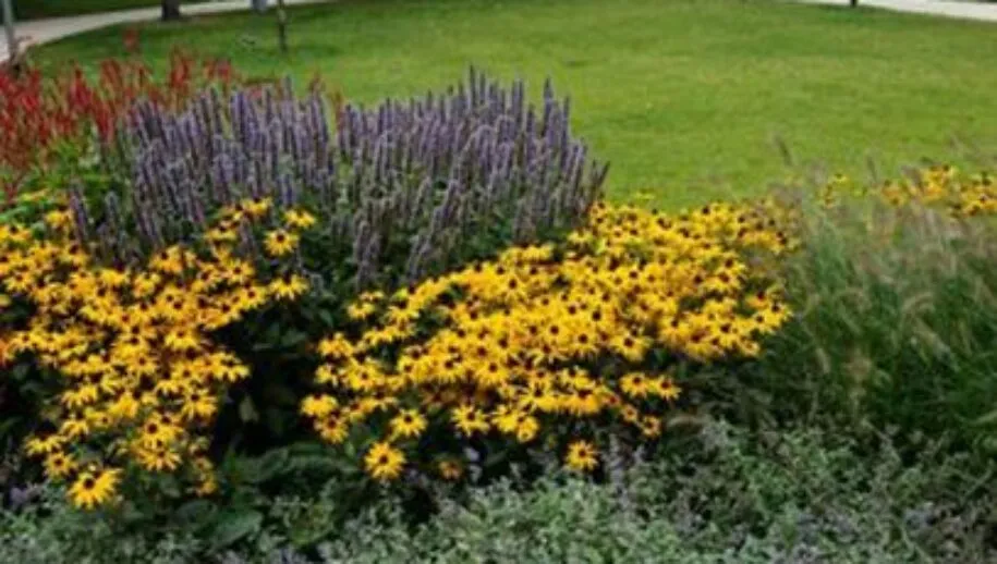 afbeelding2 915x518 1