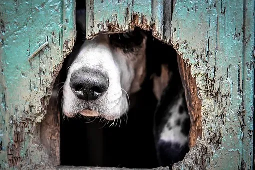 animals 2607753 340
