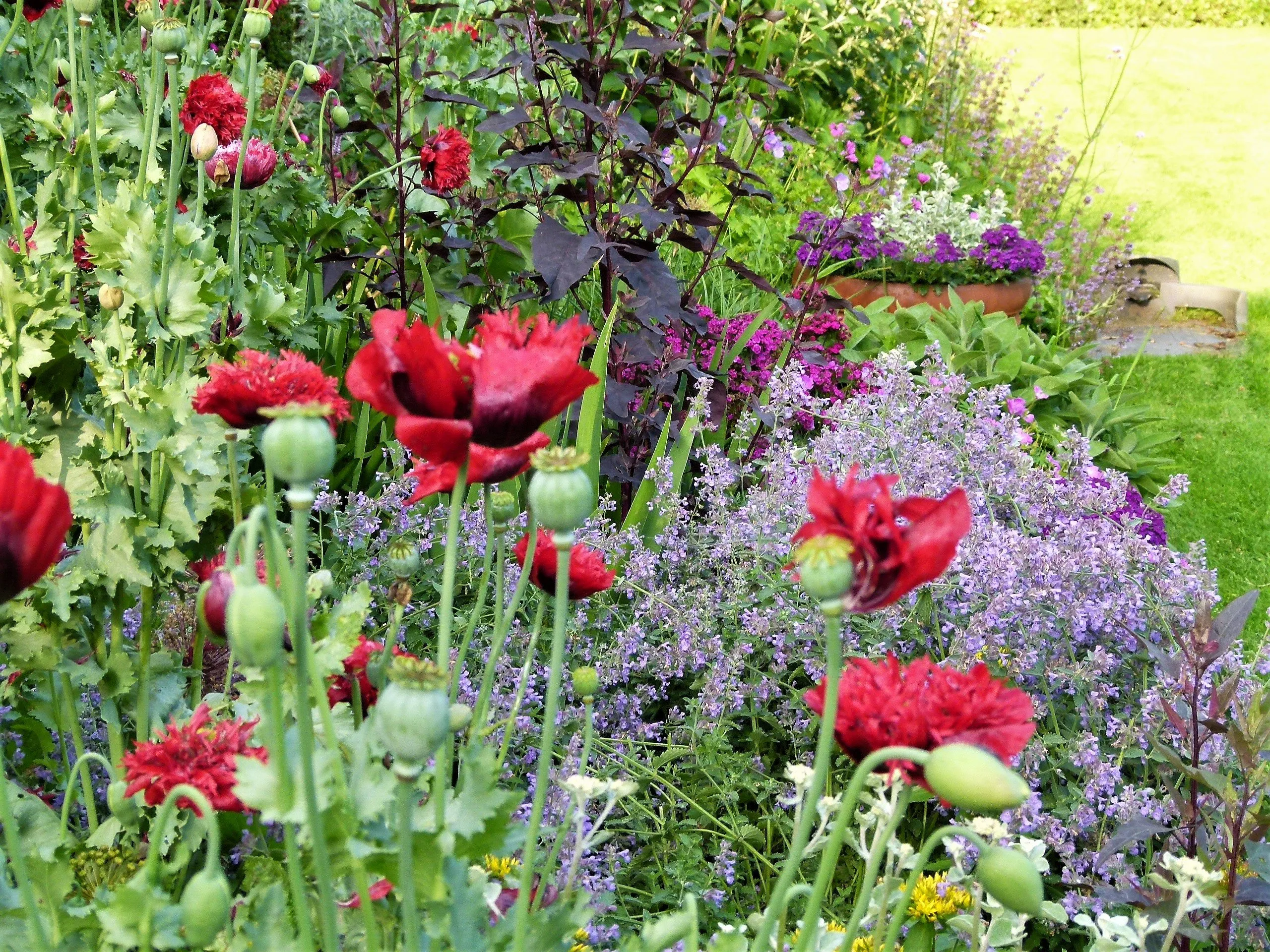 basiscursus tuinieren bloemen