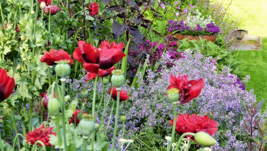 basiscursus tuinieren bloemen 915x518 1