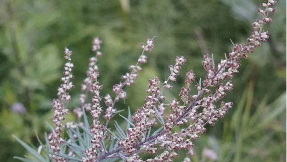 bijvoet pollen hooikoorts 915x518