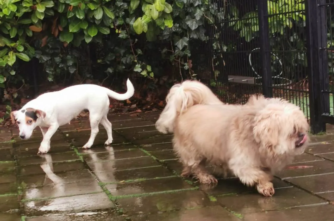 boomer en benji