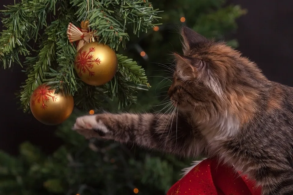 cat 1822979 960 720