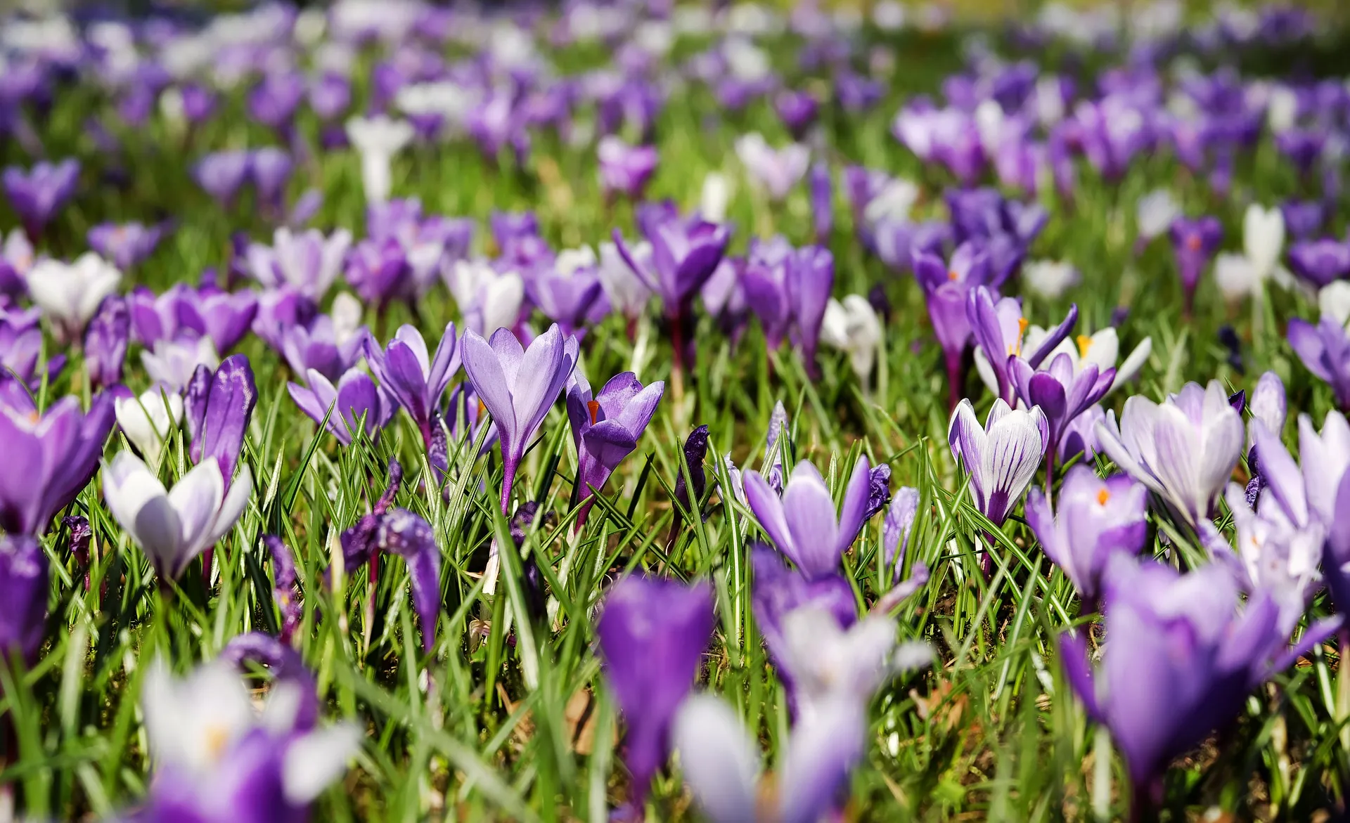 crocus 3226433 1920