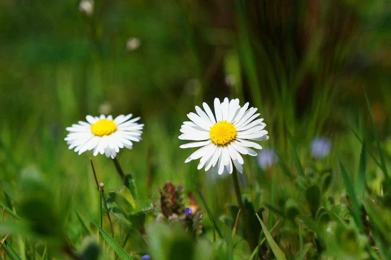 daisy 424893 1280