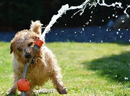dog 1310545 340