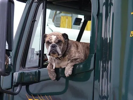 dog 916421 340