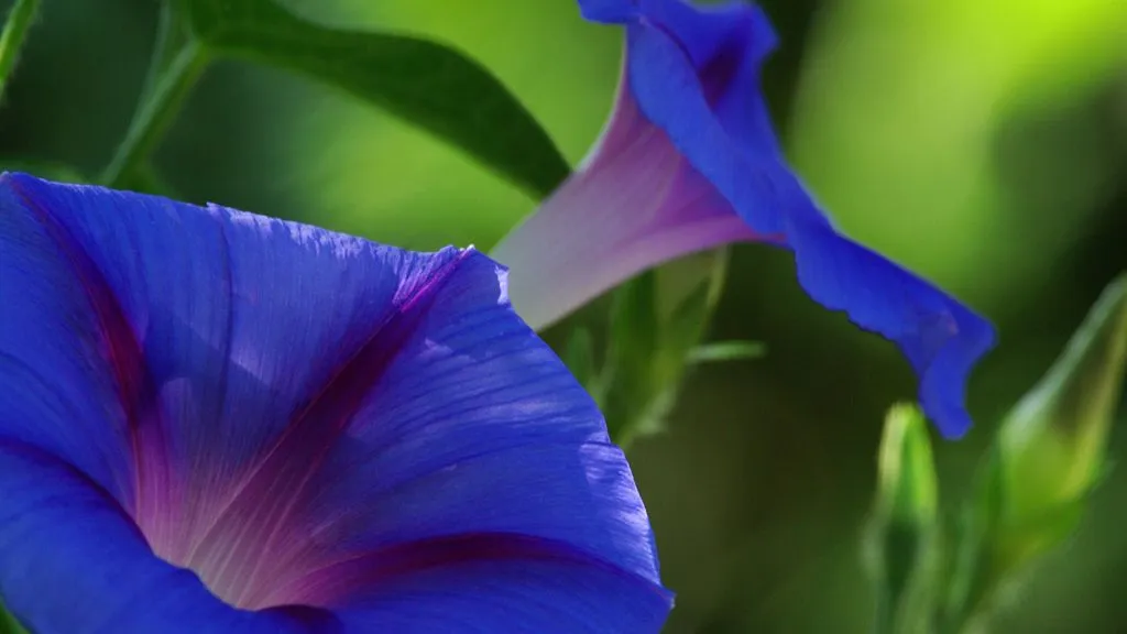 duolg3cpy4eykjehpbkmeew8n langer bloei ipomoea purpurea marcel batist