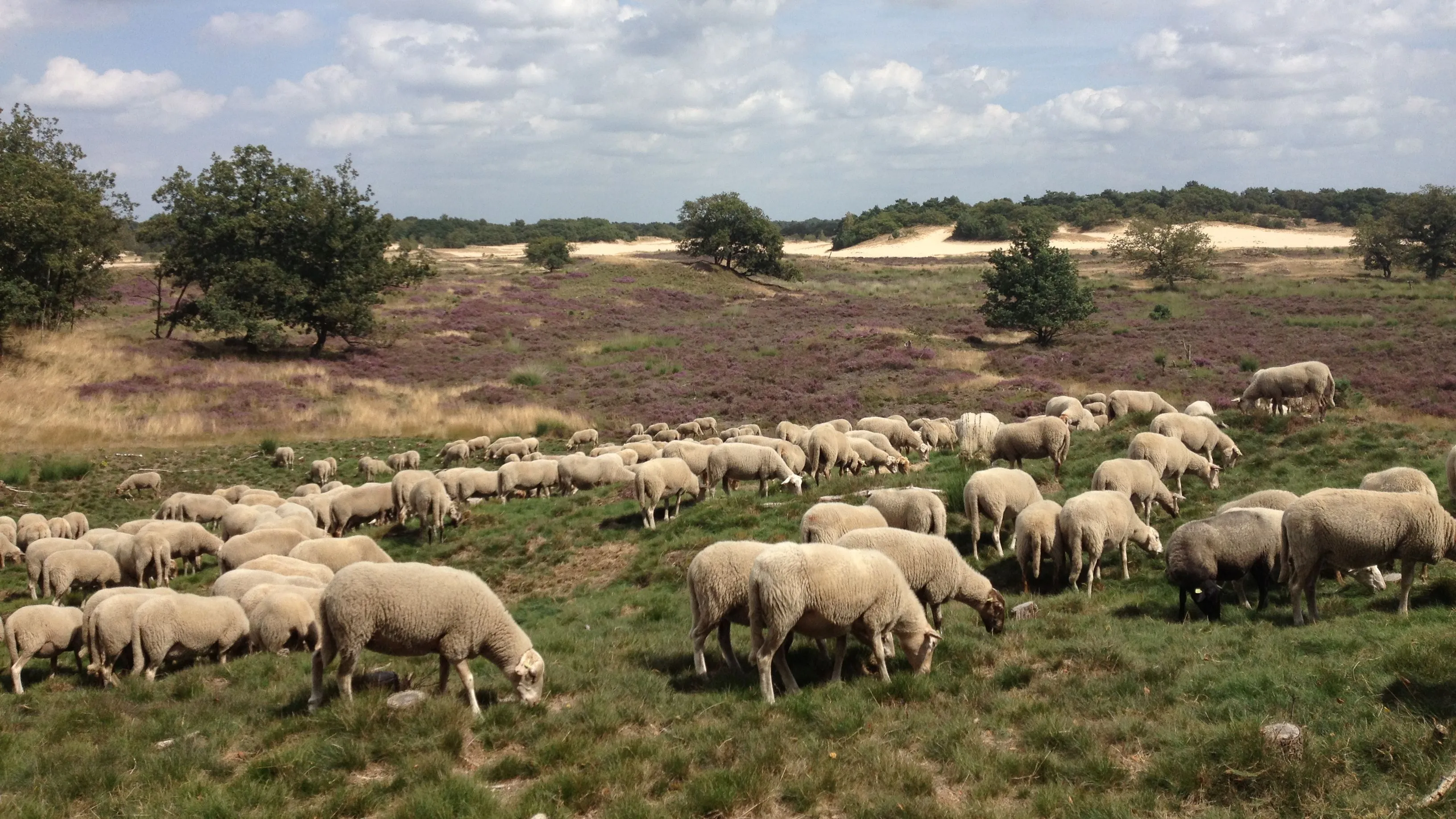 ersxixubnt5kiwe9hsv2j17ln begrazing op de loonse en drunense duinen