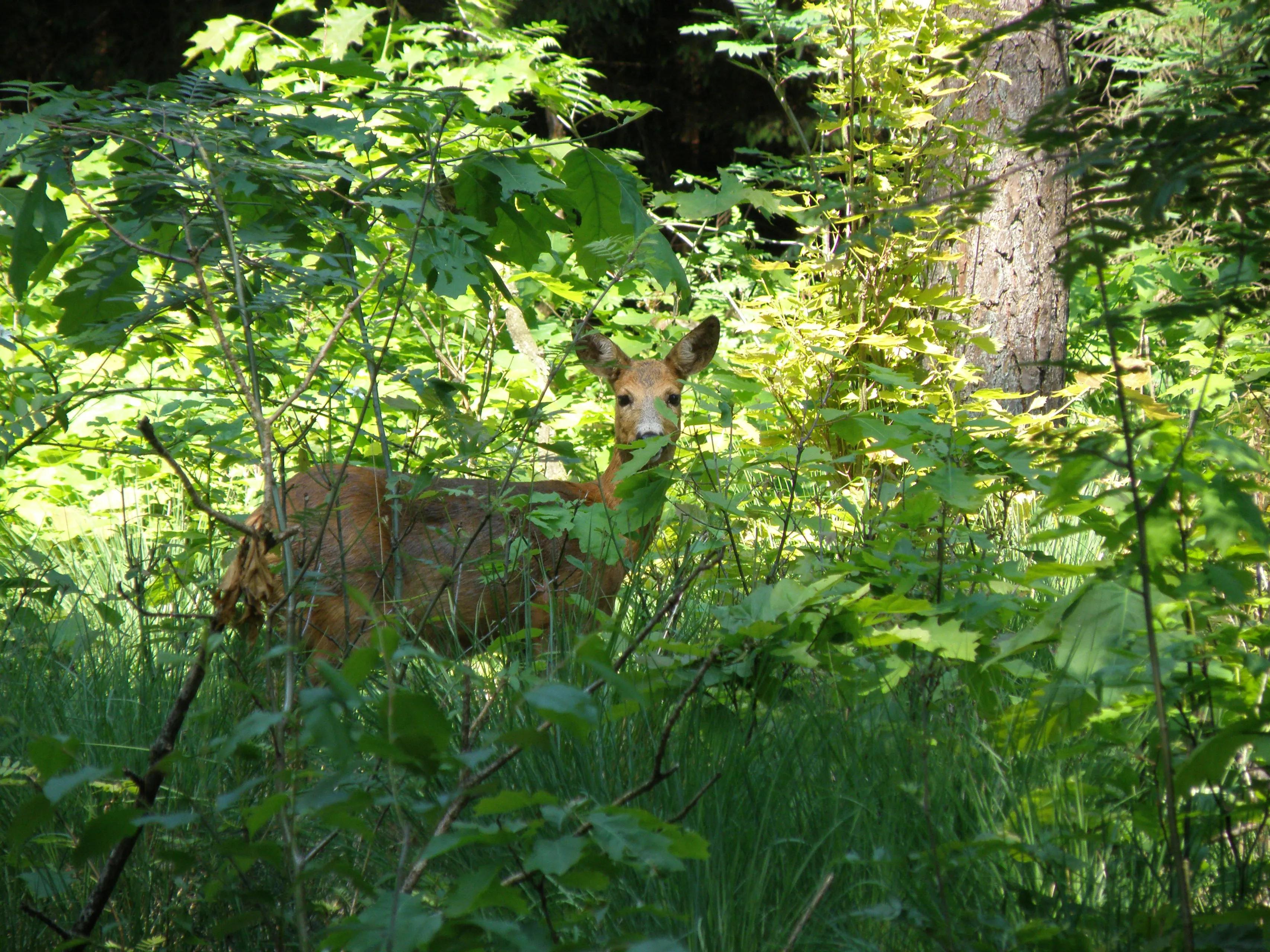 foto andre van drunen ree p6051462