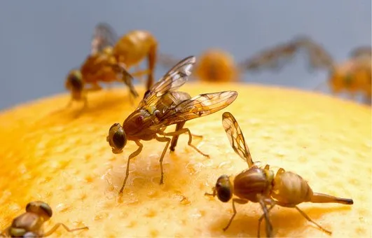 fruit flies 520905 340