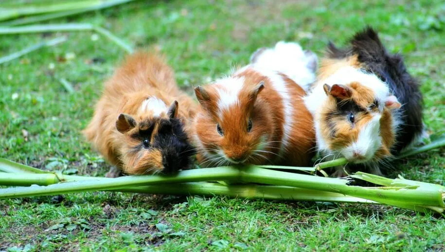 guinea pig 208438 960 720 915x518 1