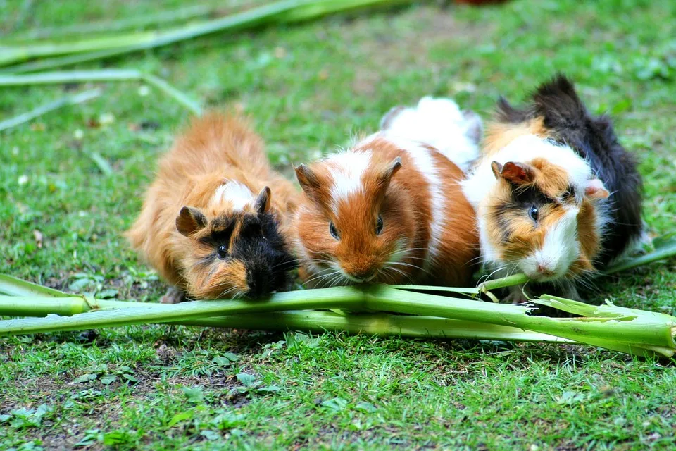 guinea pig 208438 960 720