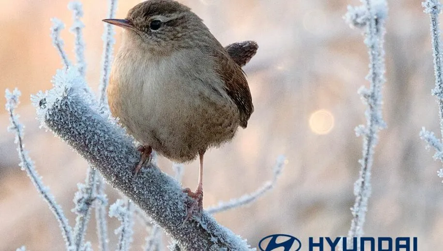 hdd422 01 post winterinspectie2023 fb 1080x1080 1 915x518 1