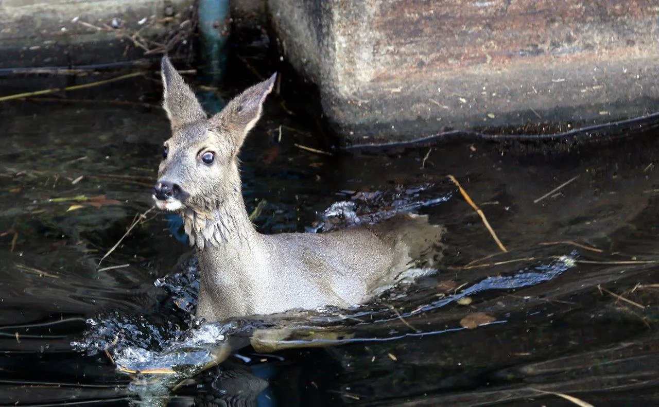 hert in kanaal zuid willemsvaart de nbosch 10