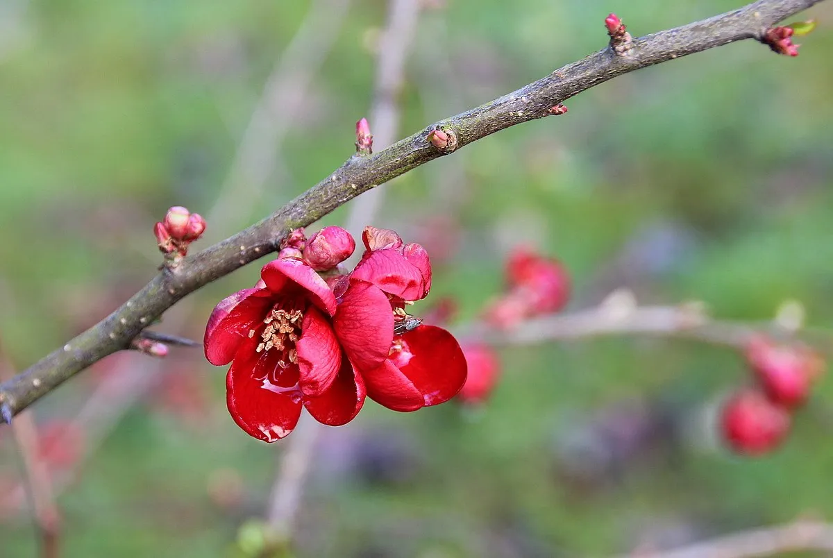heusden voorjaar foto lida verkade