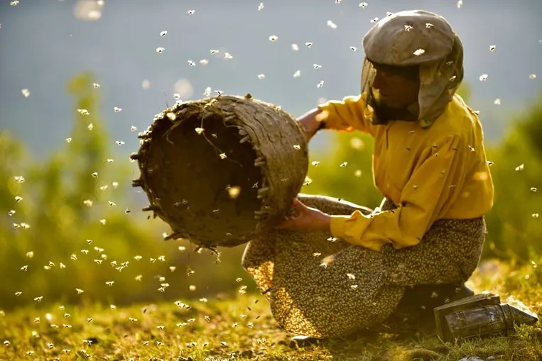 honeyland 2