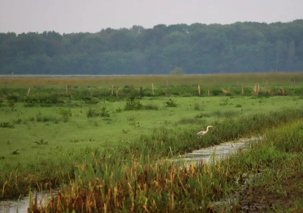 img 0503 medium 1024x723