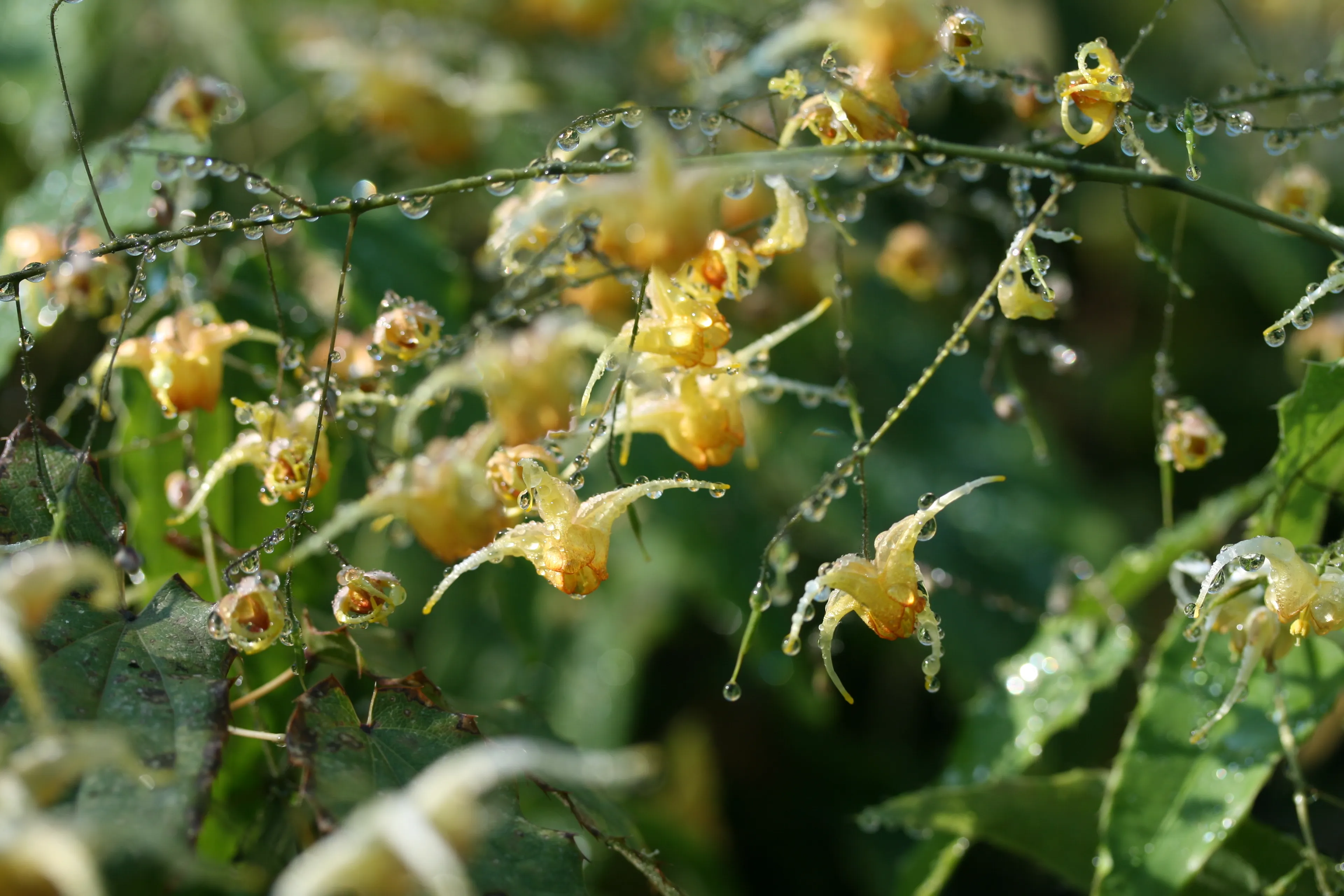 img 0724 epimedium amber queen