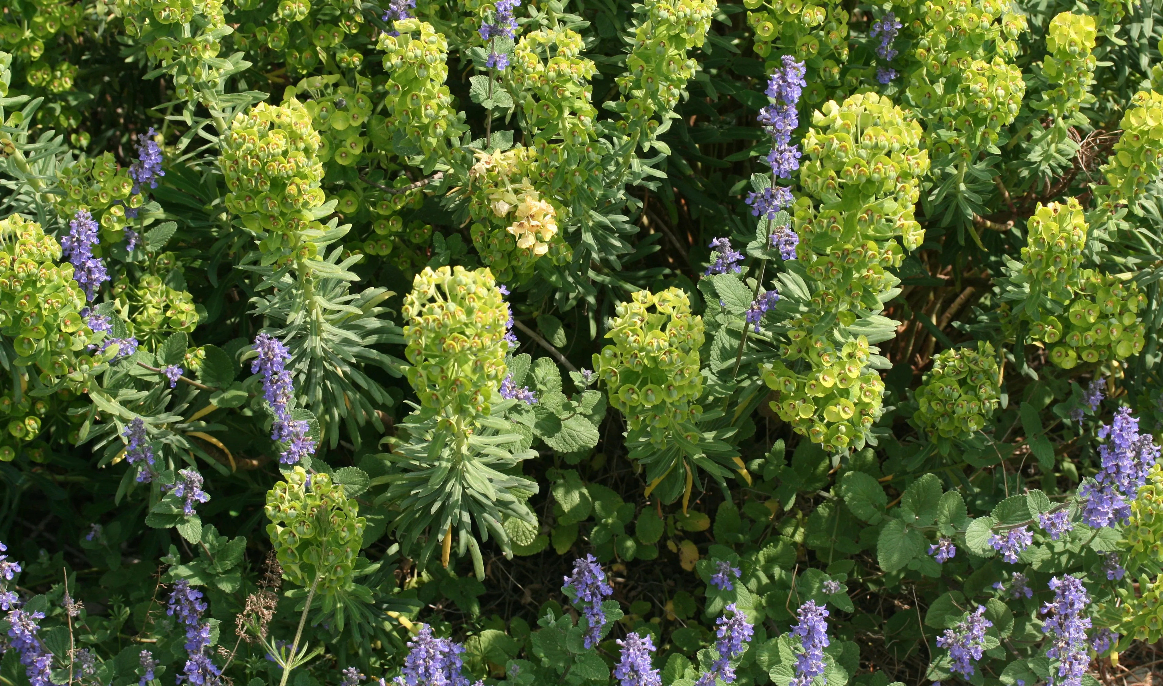 img 0776 euphorbia humpty dumpty en nepeta joanna reed