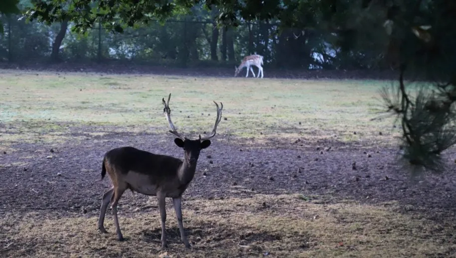 img 2932 large 915x518 1