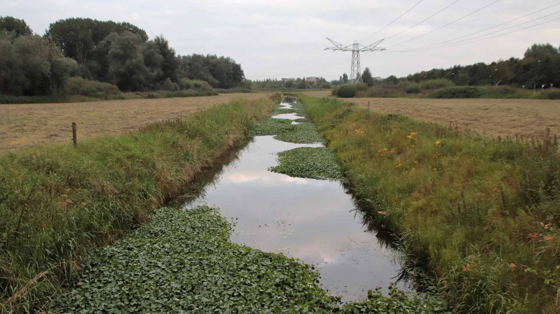 img 4120 groot