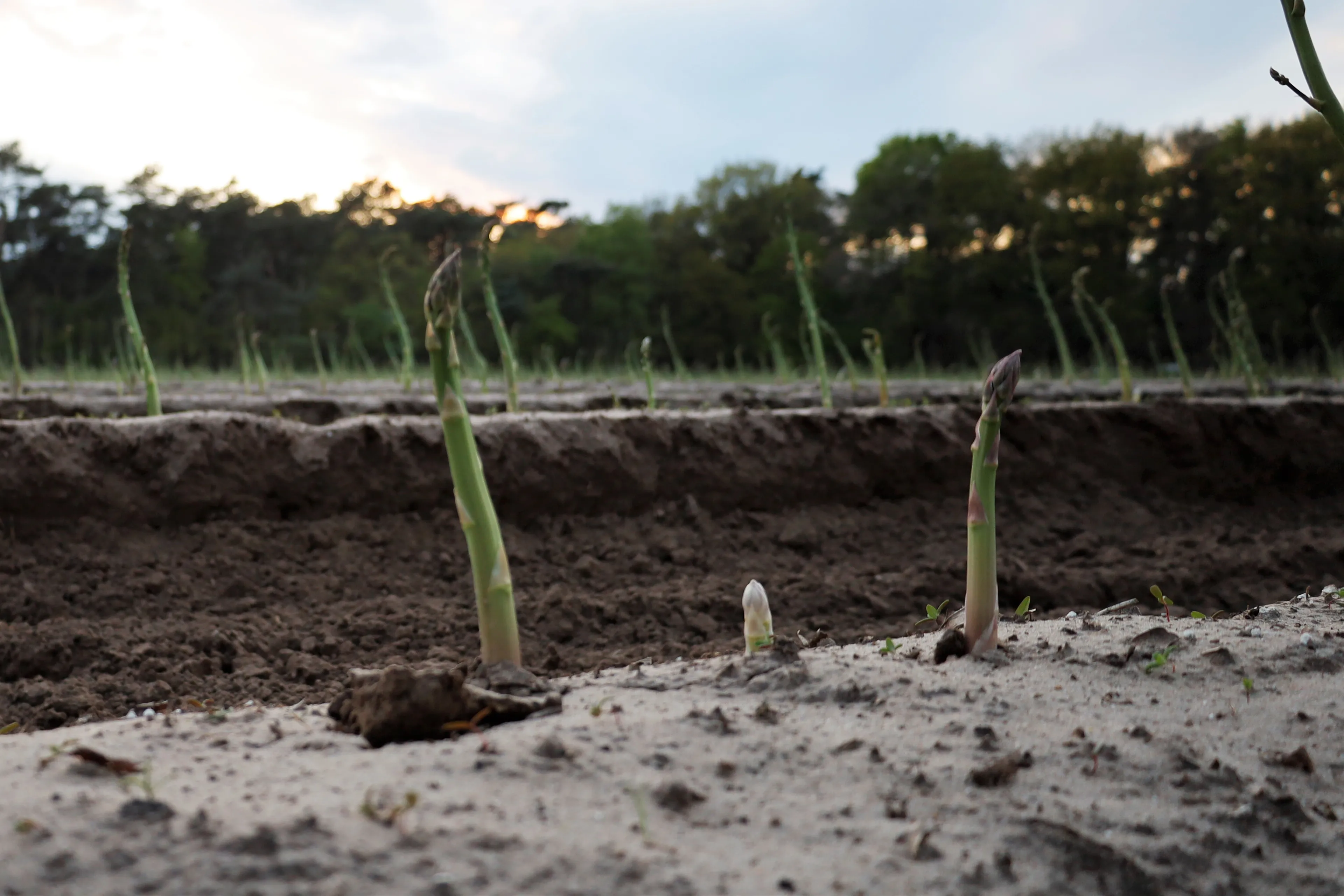 kees megens asperges