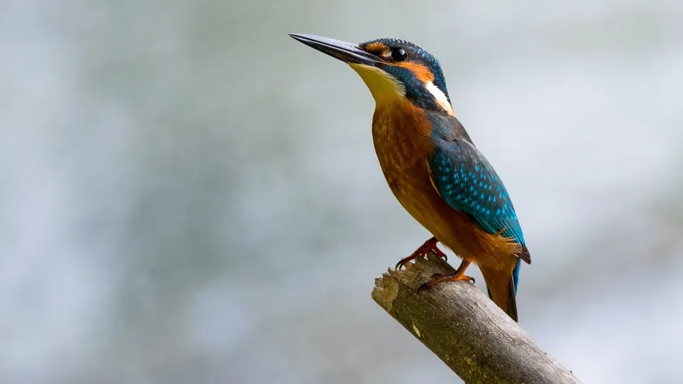 kingfisher 881594 960 720