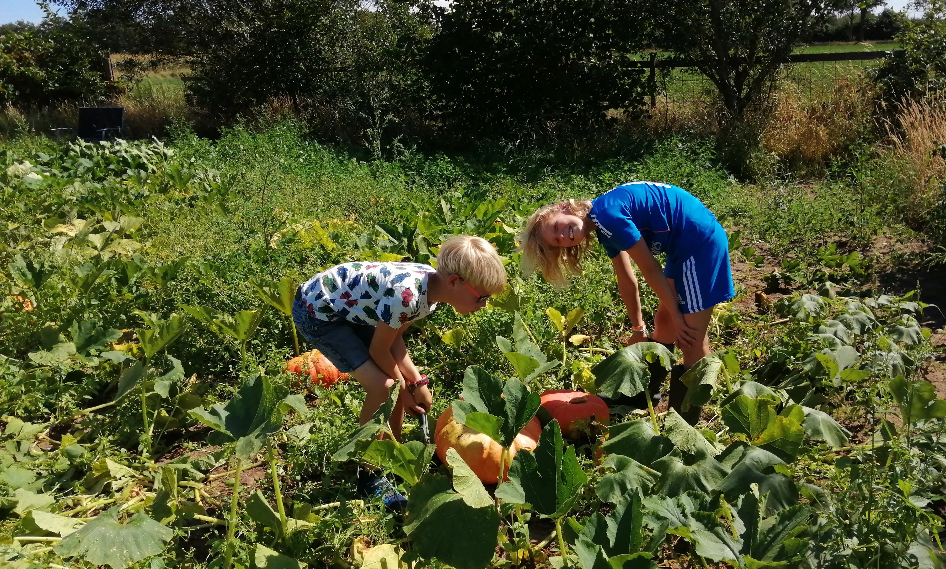kleinkinderen oogsten